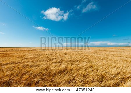 golden wheat field and blue sky