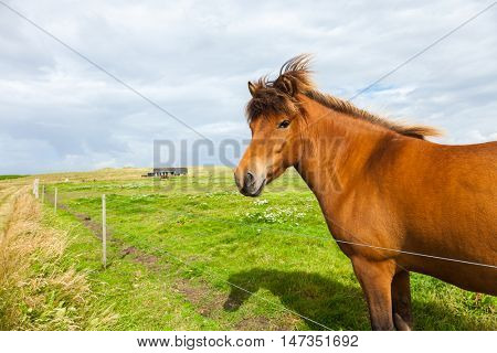 Free horse in the meadow