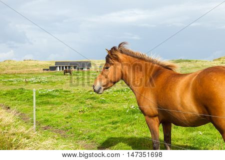 Free horse in the meadow