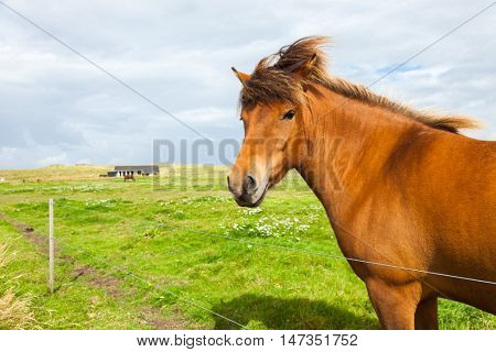 Free horse in the meadow