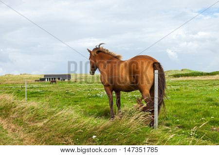 Free horse in the meadow