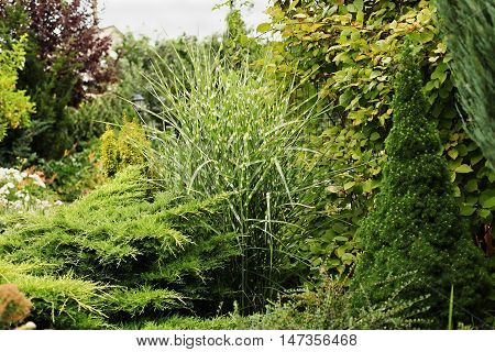 Miscanthus zebrinus Canadian spruce conic evergreen juniper - a fragment of garden landscape