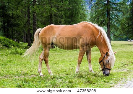 The Haflinger a breed of horse developed in the South Tyrol region