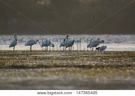 Eurasian Spoonbill migrated bird n the nile of Aswan Egypt