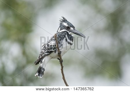 Pied king fisher bird on branch in the wilderness of egypt