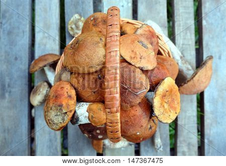 Still life with many edible mushrooms in brown wicker basket on wooden table closeup wooden table. Top view outdoors close-up