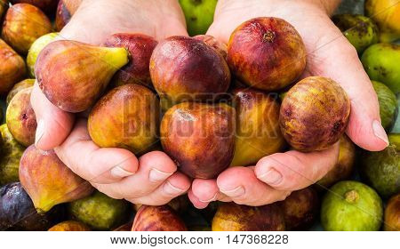 handful of ripe figs in the hands against the background of the harvest of figs