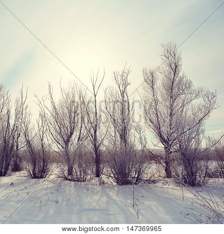 scenic winter landscape. view trees with snow