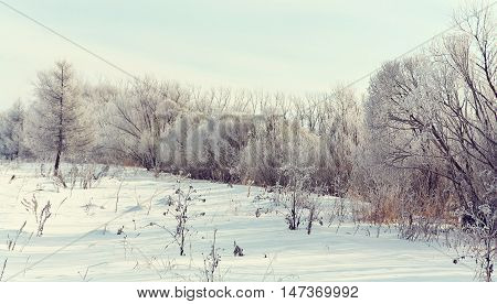 scenic winter landscape. view trees with snow