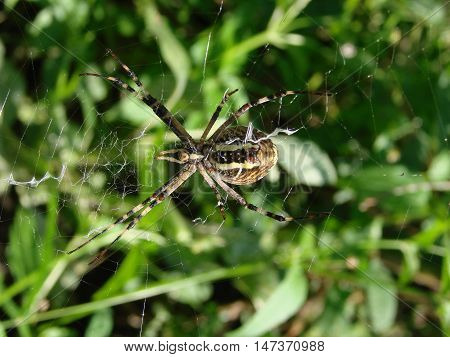 wasp spider sitting on a spider web on a green background.