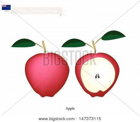 New Zealand Fruit Illustration of Apple. One of The Most Popular Fruits of New Zealand.