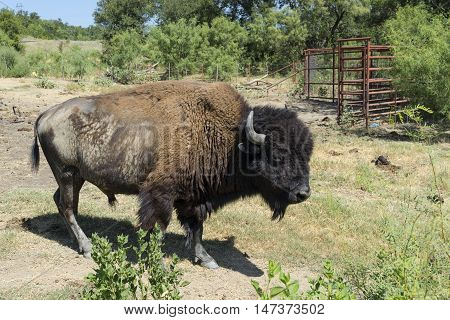 Side view of a large male American Bison or Buffalo standing in a farm pasture showing his large furry head and intimidating horns.