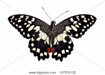 Butterfly Papilio Demoleus isolated on white background