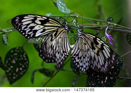 Tropical butterflies large tree nymph on the wild plant.