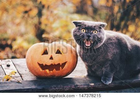 Helloween pumpkin and funny scared British cat