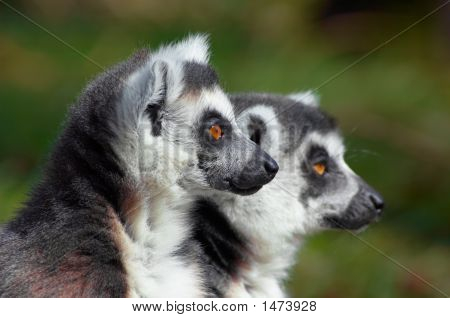 Deux mignons lémurs cattas