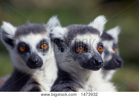 Un groupe de mignon à la recherche de lémurs cattas