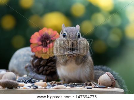 Adorable Eastern Chipmunk stands up and faces front in Autumn scene