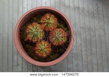 Sundew Carnivorous Plants Drosera Burmannii In Pot