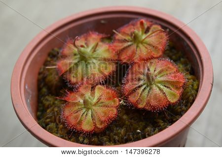 Sundew Carnivorous Plants Drosera Burmannii In Pot
