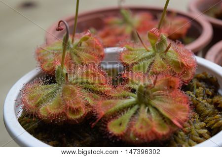 Sundew Carnivorous Plants Drosera Burmannii In Pot