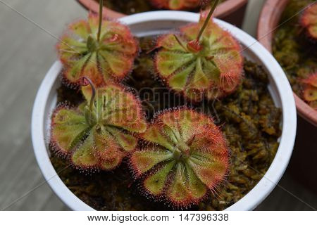 Sundew Carnivorous Plants Drosera Burmannii In Pot