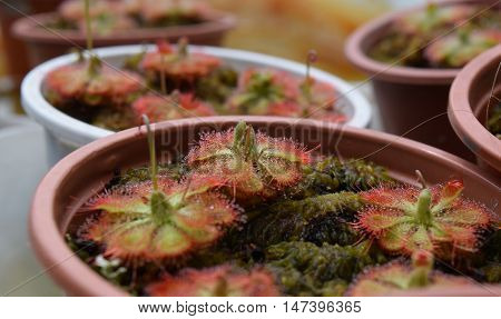 Sundew Carnivorous Plants Drosera Burmannii In Pot