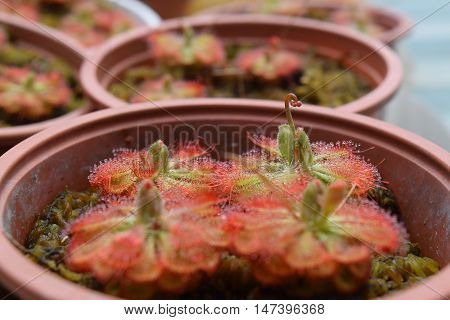 Sundew Carnivorous Plants Drosera Burmannii In Pot