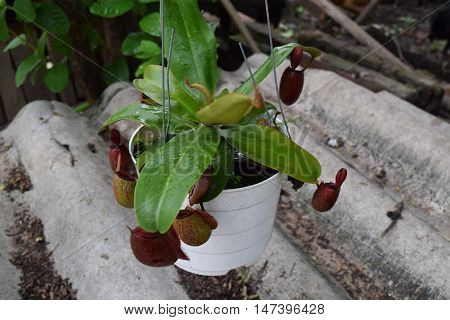 red pitcher Nepenthes canivorous plant in pot