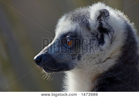 Portrait d'un lémur catta