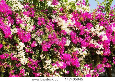 Flowers for your design photo for you