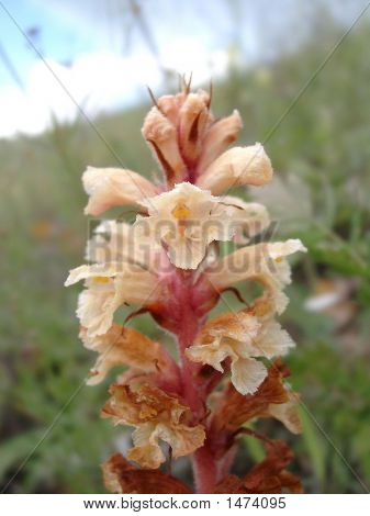 Broomrape
