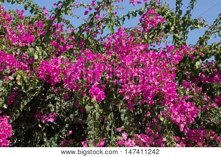 Flowers for your design photo for you