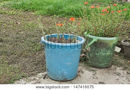 Wear out water buckets are used for flowerpots. Reuse old bins in flower garden.