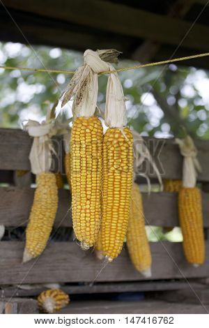 Cobs Of Corn Drying In The Open Air. Connected With Each Other Glumes. Crops Harvested From The Infi