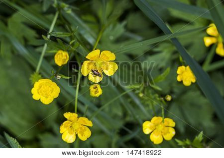 close-up blossoming flower of buttercup (Ranunculus acris)