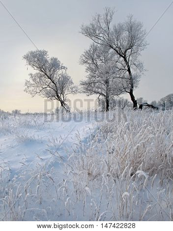 Winter Day