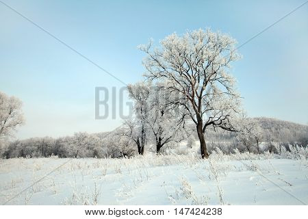Winter Day
