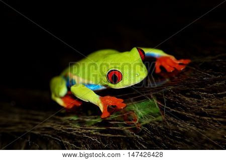 red eyed tree frog .Agalychnis callidrias a tropical amphibian from the rain forest of Costa Rica and Panama. Beautiful jungle animal.