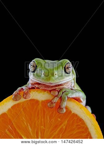Whites Tree Frog on orange black background