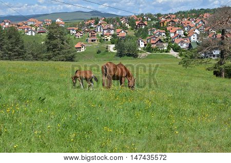 Two brown horses a mare and a foal grazing on a pasture in mountain meadow with settlement in a valley behind them