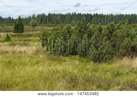 Three lake moor (Trijezerni slat), National Park Sumava, Bohemian forest, Czech Republic