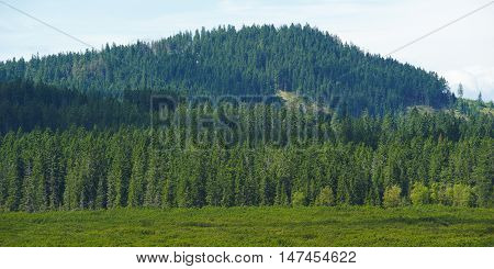 Three lake moor (Trijezerni slat), National Park Sumava, Bohemian forest, Czech Republic