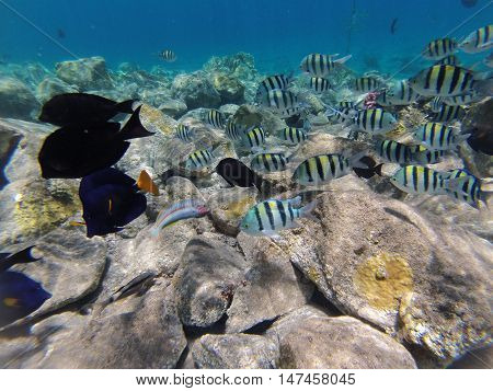 Underwater landscape on a shallow coral reef with  reef tfish, Acanthur and calm water surface in the Red sea