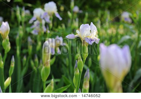 Iris