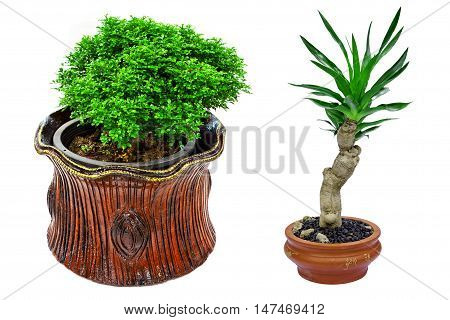 houseplant in clay pot isolated on white background