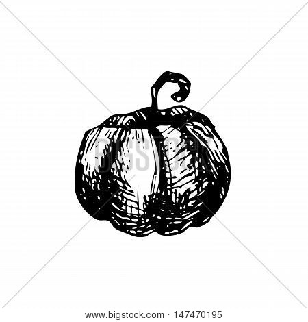Hand drawn doodle pumpkin. Thanksgiving Day, autumn, harverst. Black illustration white background