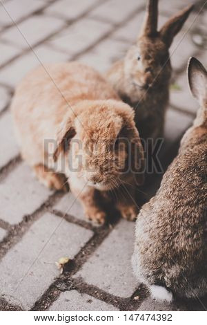 Nice lovely small cute rabbits in the park