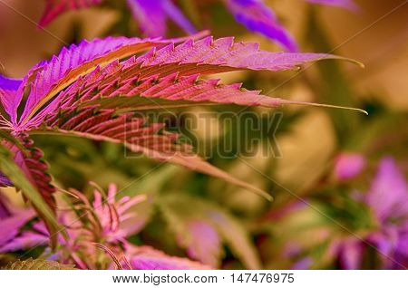 Cannabis female plant under violet LED lighting.