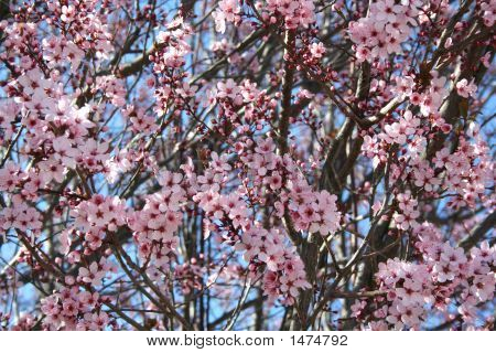 Foto d'archivio di ciliegio giapponese